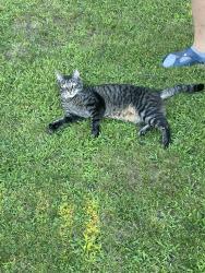 Lost Female Cat last seen Mc bride Ave 35st, Woodland Park, NJ 07424