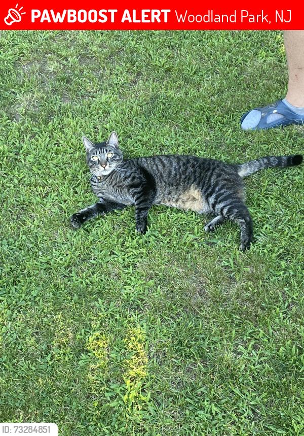 Lost Female Cat last seen Mc bride Ave 35st, Woodland Park, NJ 07424