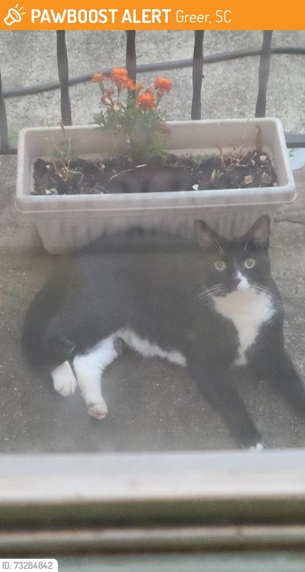 Found/Stray Female Cat last seen Highway 14 and CCC Camp Road, Greer, SC 29651