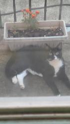 Found/Stray Female Cat last seen Highway 14 and CCC Camp Road, Greer, SC 29651