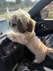 Lost Male Dog last seen Fondren and w.airport, Houston, TX 77035