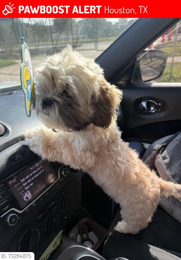 Lost Male Dog last seen Fondren and w.airport, Houston, TX 77035