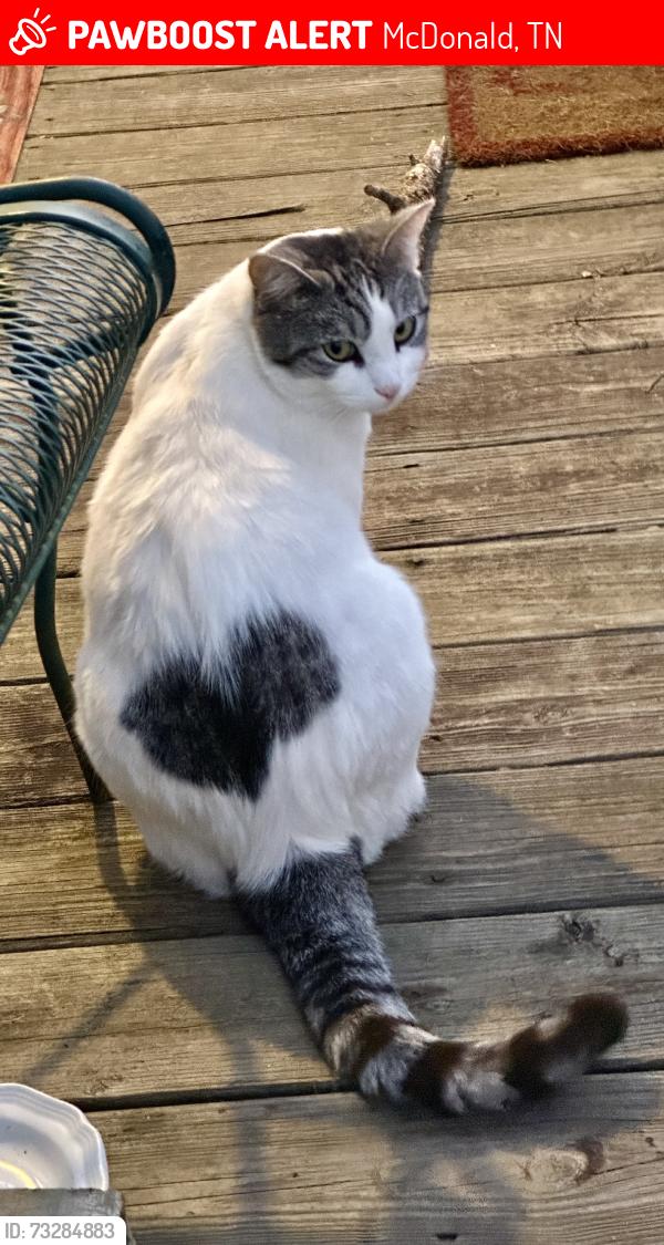 Lost Male Cat last seen ledrord ln, McDonald, TN 37353