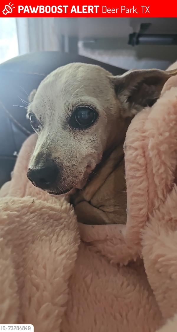 Lost Female Dog last seen Madison and Filmore, Deer Park, TX 77536