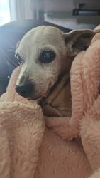 Lost Female Dog last seen Madison and Filmore, Deer Park, TX 77536