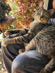 Found/Stray Male Cat last seen Little Orchard St, San Jose, CA 95125