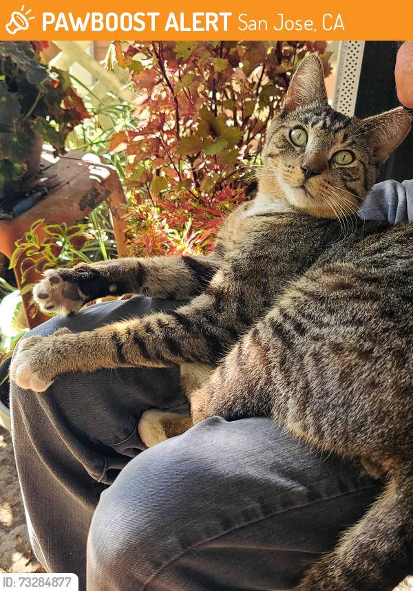 Found/Stray Male Cat last seen Little Orchard St, San Jose, CA 95125