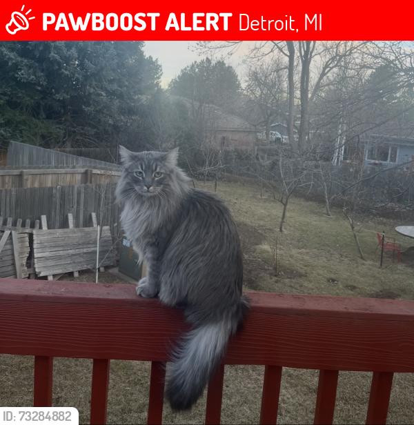 Lost Female Cat last seen Hazelwood and the Lodge Service Drive in Piety Hill Nieghborhood, Detroit, MI 48202