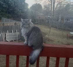 Lost Female Cat last seen Hazelwood and the Lodge Service Drive in Piety Hill Nieghborhood, Detroit, MI 48202