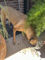 Found/Stray Female Dog last seen Winters exge, San Antonio, TX 78253