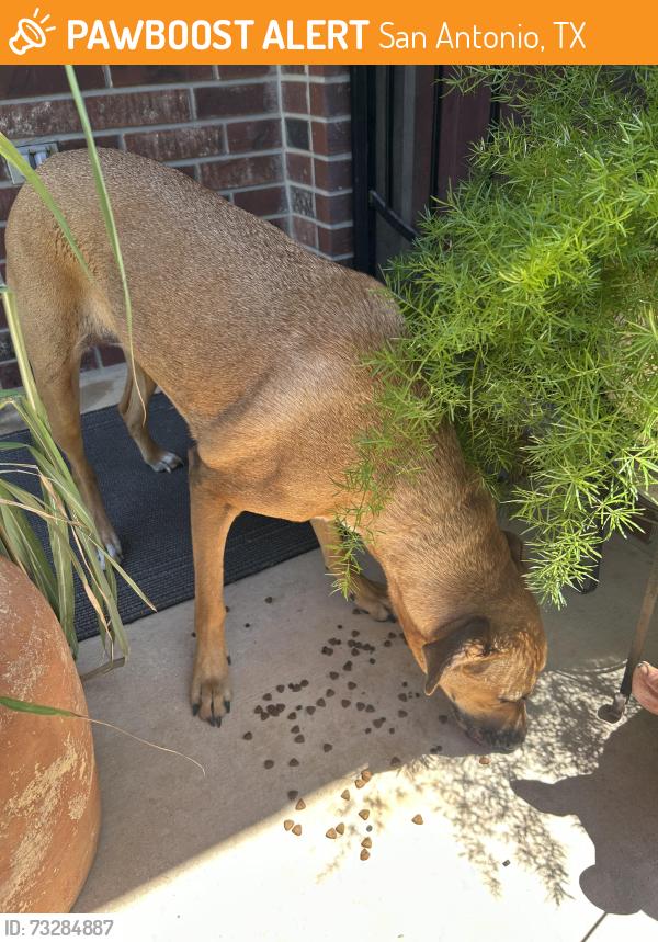 Found/Stray Female Dog last seen Winters exge, San Antonio, TX 78253