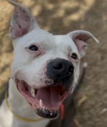 Shelter Stray Female Dog last seen SE 52nd and SE Ogden, OR, 1700 W Historic Columbia River Hwy, Troutdale, OR 97060, USA