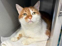 Shelter Stray Male Cat last seen Near Randall Avenue, BRONX, NY, 10473, 326 E 110th St, New York, NY 10029, USA