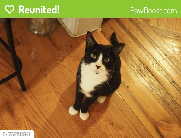 Reunited Male Cat last seen Harrow Street and 71st Continental Ave, Queens, NY 11375