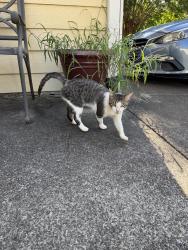 Reunited Female Cat last seen springmont neighborhood, Lawrenceville, GA 30043