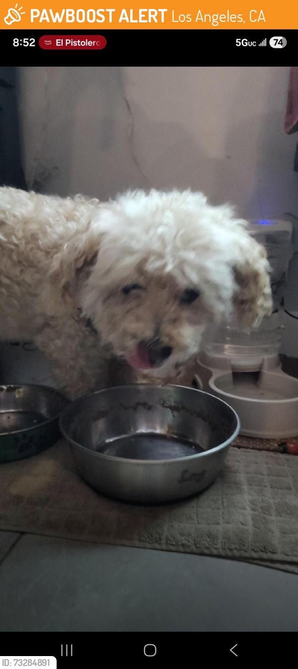 Found/Stray Male Dog last seen Rimpau and west adams, Los Angeles, CA 90016
