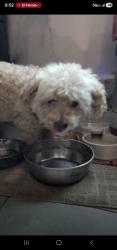 Found/Stray Male Dog last seen Rimpau and west adams, Los Angeles, CA 90016