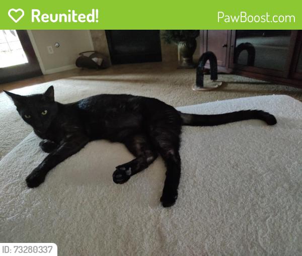 Reunited Male Cat last seen Elder Lake Lane @ Heron Meadow Ln, Cypress, TX 77429