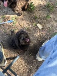 Lost Female Dog last seen Curve street, Big Sandy, TX 75755