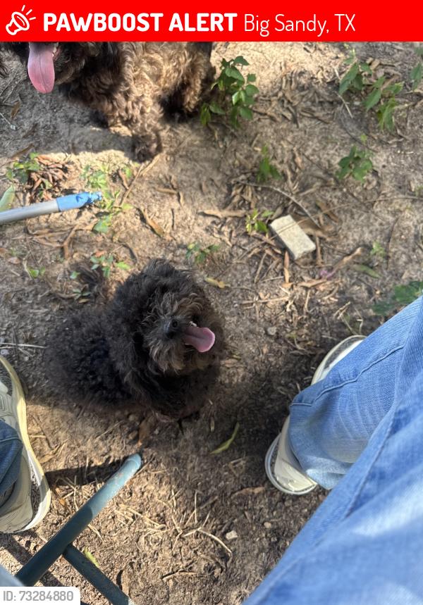 Lost Female Dog last seen Curve street, Big Sandy, TX 75755