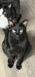 Reunited Male Cat last seen Grand Ave., Lake Elsinore, CA 92595