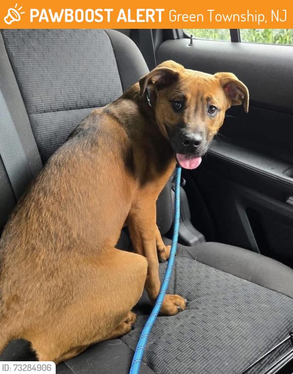 Found/Stray Male Dog last seen Corner of Maple Ln and Kennedy Rd across from Tranquility Cemetery, Green Township, NJ 07821