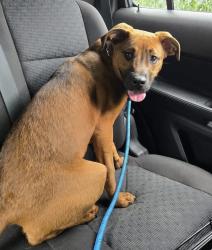 Found/Stray Male Dog last seen Corner of Maple Ln and Kennedy Rd across from Tranquility Cemetery, Green Township, NJ 07821