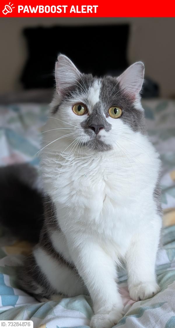 Lost Male Cat last seen Springley Road, Somerset, England TA6 4XX