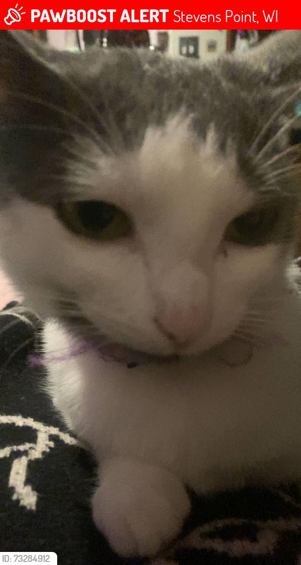 Lost Female Cat last seen State hwy 66, Stevens Point, WI 54482
