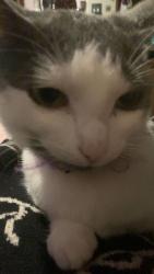 Lost Female Cat last seen State hwy 66, Stevens Point, WI 54482