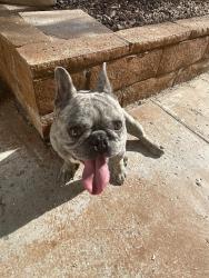 Found/Stray Male Dog last seen Tiara Ave and Gladium Way, Highland, CA 92346