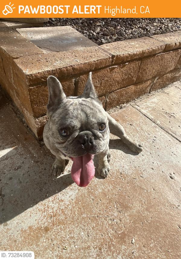 Found/Stray Male Dog last seen Tiara Ave and Gladium Way, Highland, CA 92346