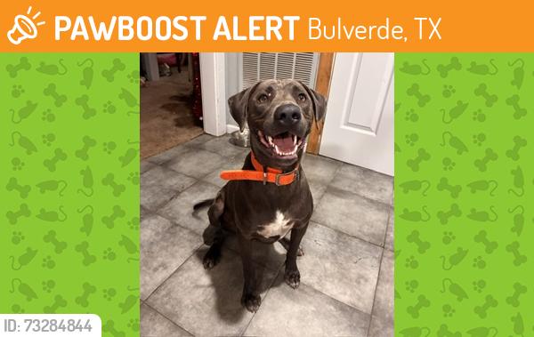 Found/Stray Male Dog last seen Old Boerne Rd. & Highway 46, Bulverde, TX 78163