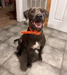 Found/Stray Male Dog last seen Old Boerne Rd. & Highway 46, Bulverde, TX 78163