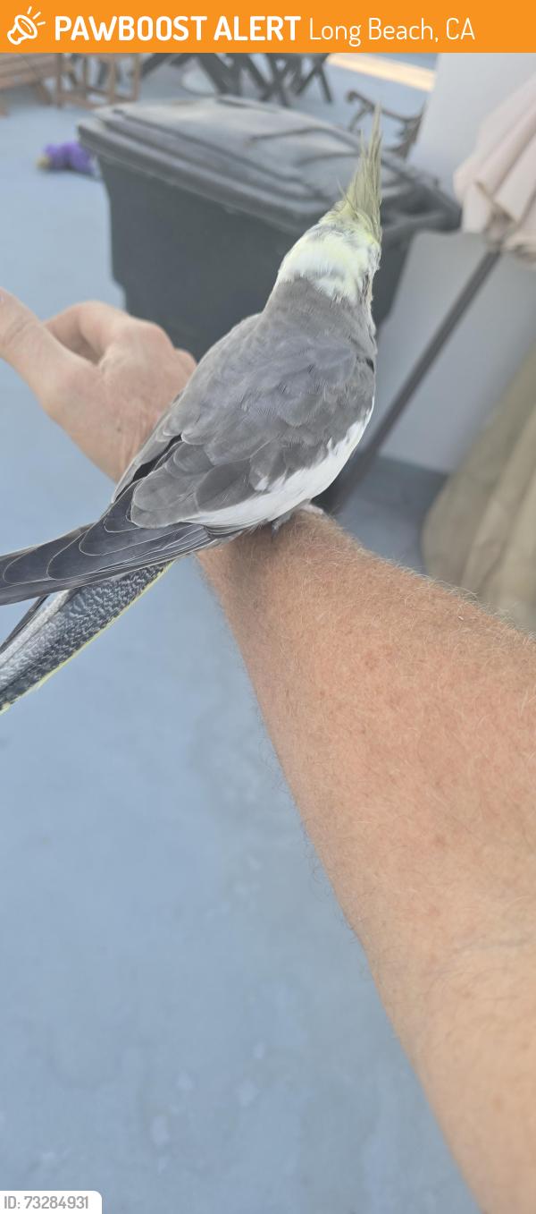 Found/Stray Unknown Bird last seen Broadway and Linden, Long Beach, CA 90802