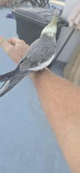 Found/Stray Unknown Bird last seen Broadway and Linden, Long Beach, CA 90802