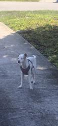 Reunited Male Dog last seen Mallard and Wren, Hobe Sound, FL 33455