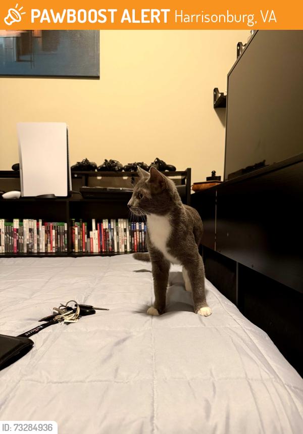 Found/Stray Male Cat last seen Woodland s, Harrisonburg, VA 22802
