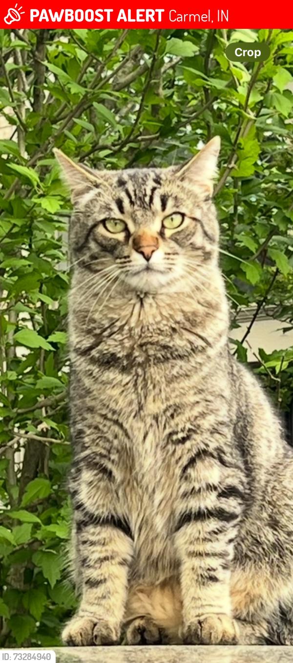 Lost Male Cat last seen Near 106th and Lakeshore, Carmel, IN 46033
