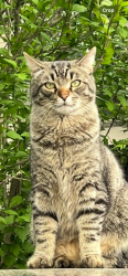 Lost Male Cat last seen Near 106th and Lakeshore, Carmel, IN 46033