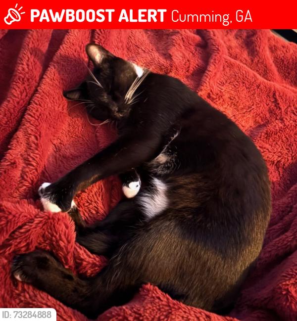 Lost Male Cat last seen Spot Road, Cumming, GA 30040
