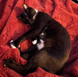 Lost Male Cat last seen Spot Road, Cumming, GA 30040