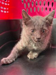 Shelter Stray Female Cat last seen Midwest City, 8485 E Reno Ave, Midwest City, OK 73110, USA