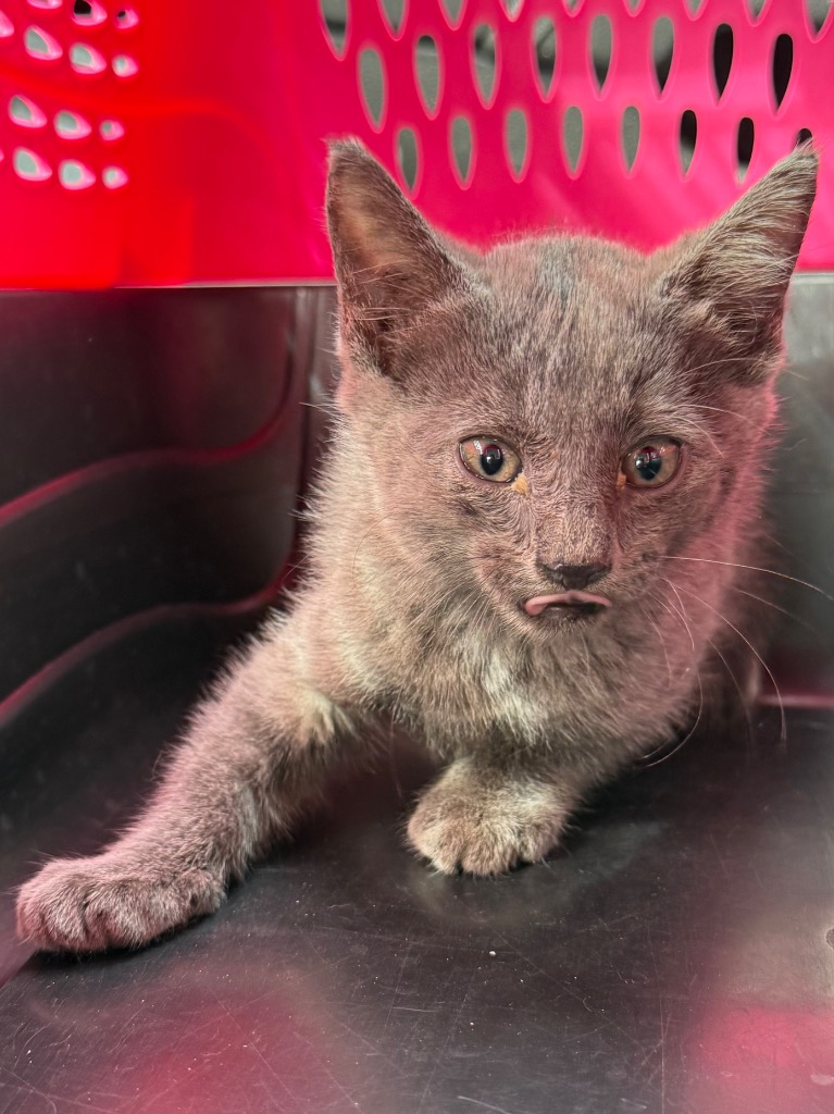 Shelter Stray Female Cat last seen Midwest City, 8485 E Reno Ave, Midwest City, OK 73110, USA