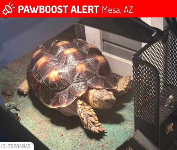 Lost Unknown Other last seen McClellan and recker, Mesa, AZ 85205