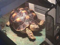 Lost Unknown Other last seen McClellan and recker, Mesa, AZ 85205