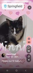 Lost Female Cat last seen Main st Springfield, Springfield, OR 97477