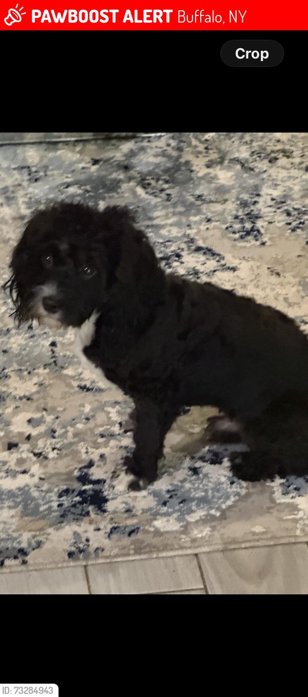 Lost Male Dog last seen Fillmore Ave near Seneca, Buffalo, NY 14212