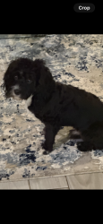 Lost Male Dog last seen Fillmore Ave near Seneca, Buffalo, NY 14212