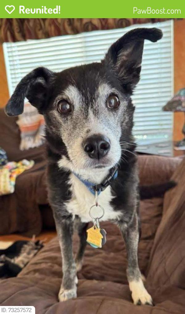 Reunited Male Dog last seen Snowdrop & Lightning; Highland Ranch HOA building, Sun Valley, NV 89433
